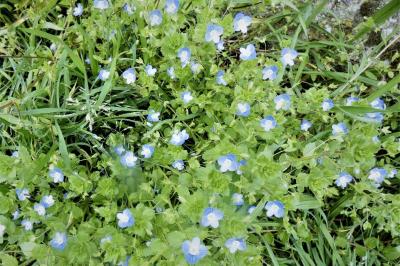 <i>Veronica persica</i>