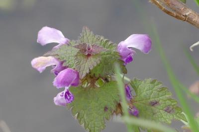 <i>Lamium maculatum</i>