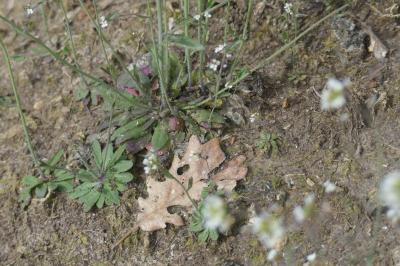 <i>Arabidopsis thaliana</i>