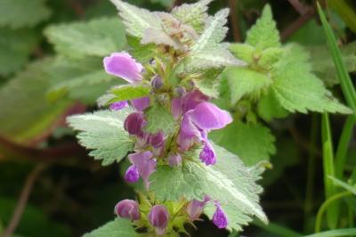 <i>Lamium maculatum</i>