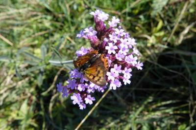 <i>Verbena bonariensis</i>