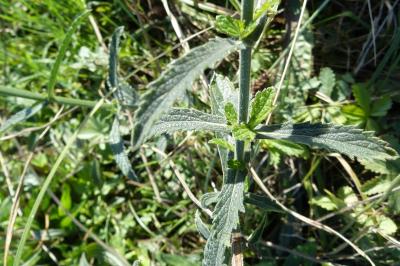 <i>Verbena bonariensis</i>