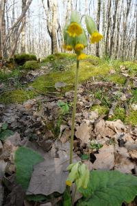 <i>Primula veris</i>