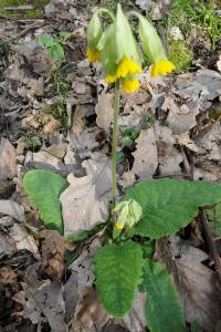 <i>Primula veris</i>