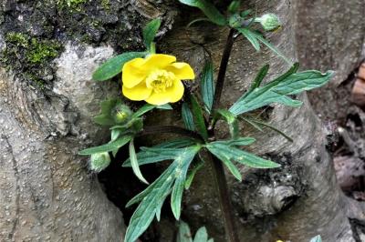 <i>Ranunculus acris</i>