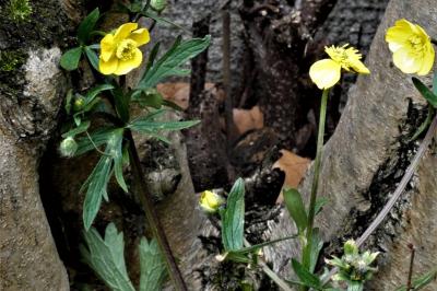<i>Ranunculus acris</i>
