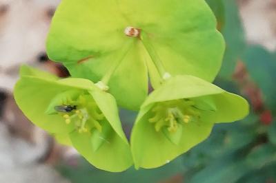<i>Euphorbia amygdaloides</i>