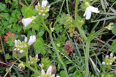 <i>Cardamine pratensis</i>