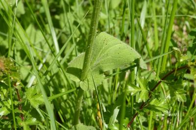 <i>Doronicum plantagineum</i>