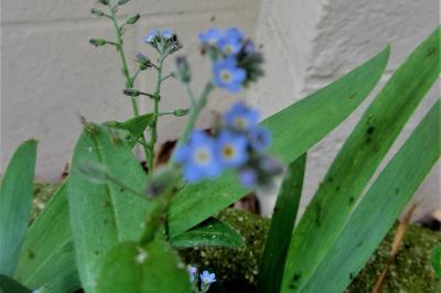 <i>Myosotis arvensis</i>