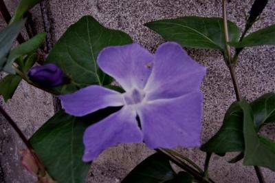 <i>Vinca major</i>