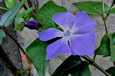 <i>Vinca major</i>