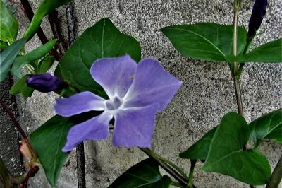 <i>Vinca major</i>