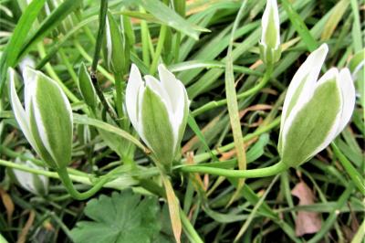 <i>Ornithogalum divergens</i>
