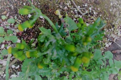 <i>Senecio vulgaris</i>