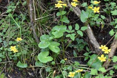<i>Caltha palustris</i>