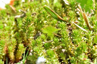 <i>Sedum sexangulare</i>