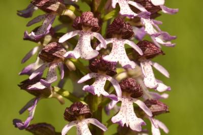 <i>Orchis purpurea</i>