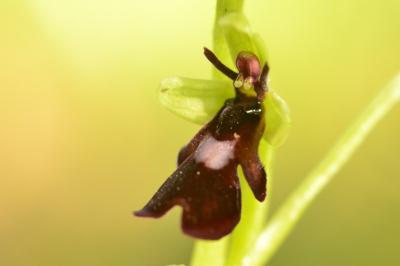<i>Ophrys insectifera</i>