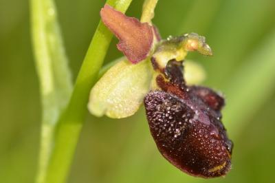 <i>Ophrys aranifera</i>