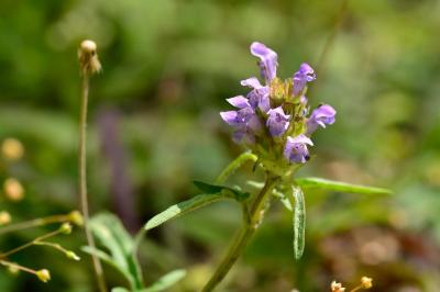 <i>Prunella laciniata</i>
