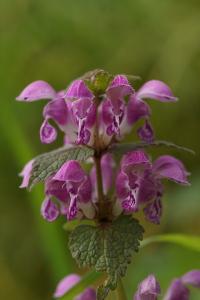 <i>Lamium maculatum</i>
