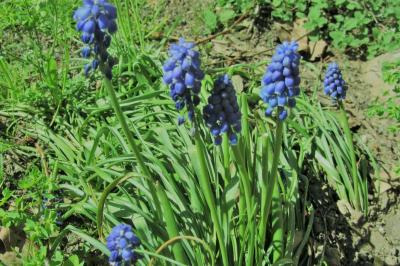 <i>Muscari neglectum</i>
