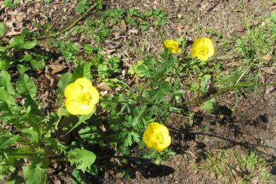<i>Ranunculus bulbosus</i>