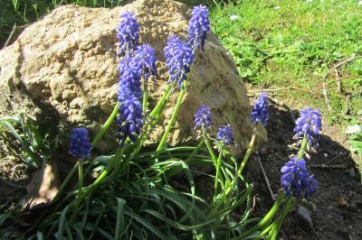 <i>Muscari neglectum</i>