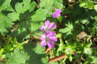 <i>Geranium molle</i>
