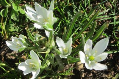 <i>Ornithogalum divergens</i>