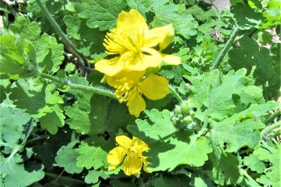 <i>Chelidonium majus</i>