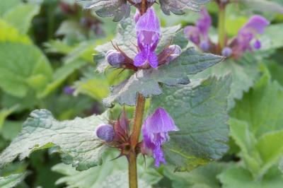 <i>Lamium maculatum</i>