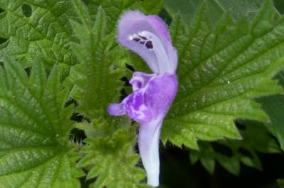 <i>Lamium maculatum</i>