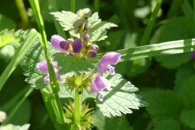 <i>Lamium maculatum</i>