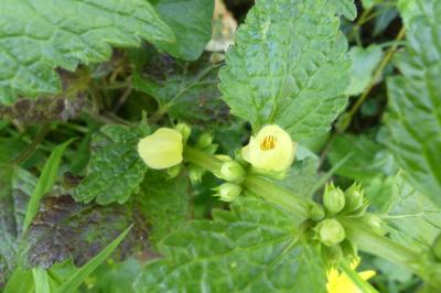 <i>Lamium galeobdolon</i>