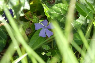 <i>Vinca minor</i>