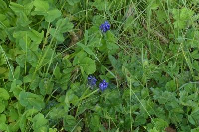 <i>Muscari neglectum</i>