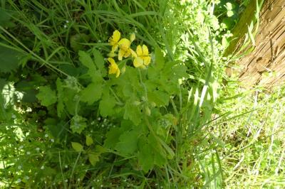 <i>Chelidonium majus</i>