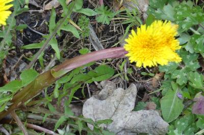 <i>Taraxacum officinale</i>