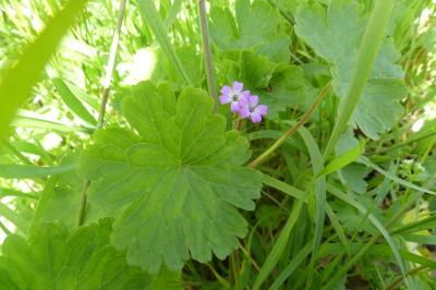 <i>Geranium rotundifolium</i>