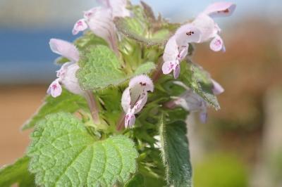 <i>Lamium purpureum</i>