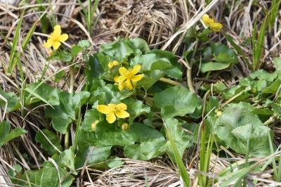 <i>Caltha palustris</i>