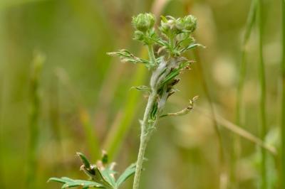 <i>Potentilla argentea</i>
