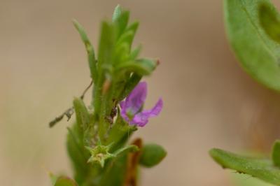 <i>Lythrum hyssopifolia</i>