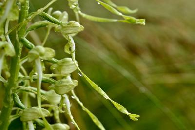 <i>Himantoglossum hircinum</i>