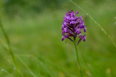 <i>Anacamptis pyramidalis</i>