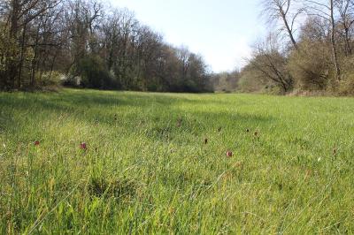 <i>Fritillaria meleagris</i>