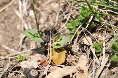 <i>Microthlaspi perfoliatum</i>