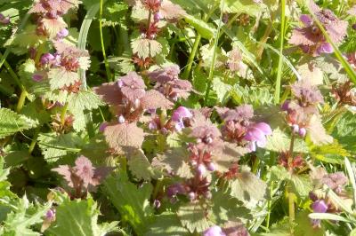 <i>Lamium maculatum</i>